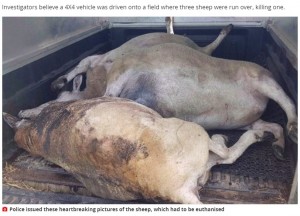 安楽死させられた羊たち（画像は『Mirror　2020年7月21日付「Sheep burned alive and deliberately run over as ‘horrific’ animal cruelty probed」』のスクリーンショット）