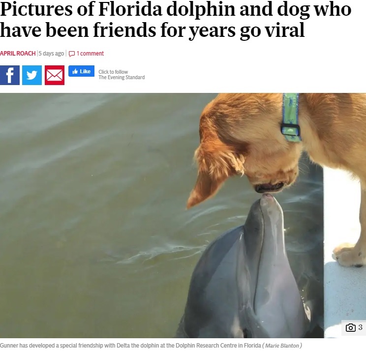 種族を超えた友情を育むイルカと犬（画像は『London Evening Standard　2020年6月25日付「Pictures of Florida dolphin and dog who have been friends for years go viral」（Marie Blanton）』のスクリーンショット）