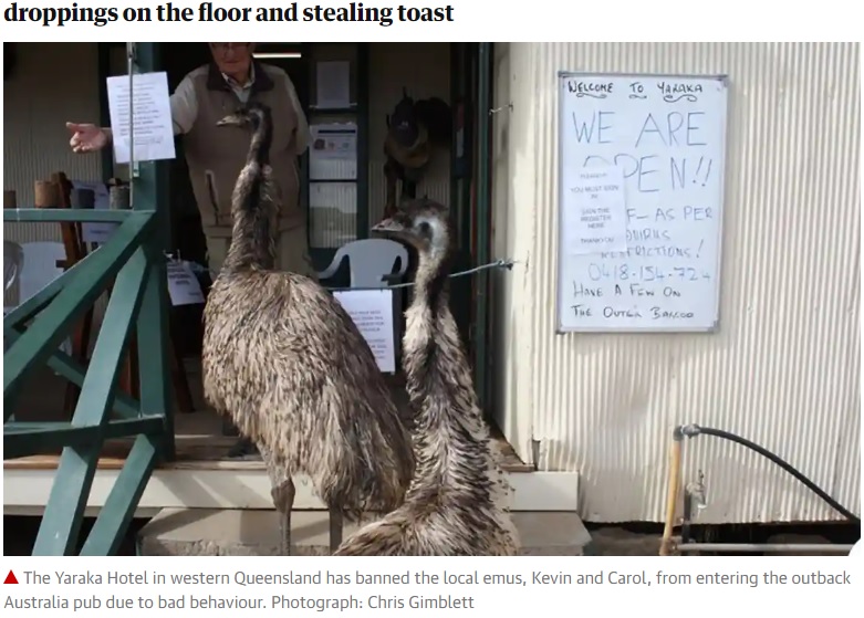 出入り禁止用のロープの前で佇むエミュー達（画像は『The Guardian　2020年7月28日付「‘Smelly and create great stains’: emus banned from pub in outback Australia town」（Photograph: Chris Gimblett）』のスクリーンショット）