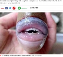 【海外発！Breaking News】「人間のよう」セクシーな唇を持つ魚　実はダイバーも恐れる狂暴魚だった（マレーシア）