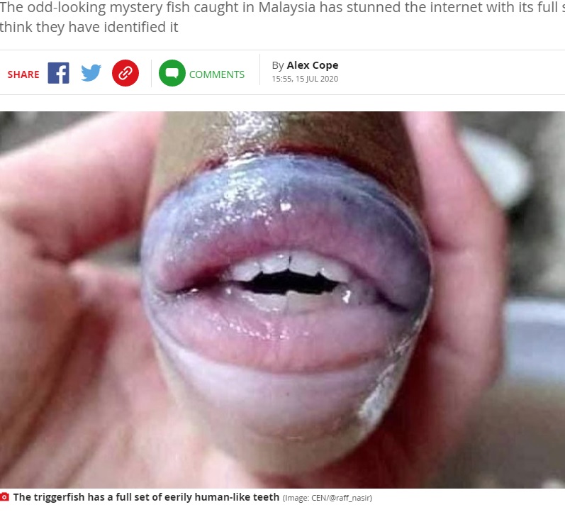 まるで人間のような口を持つ魚（画像は『Mirror　2020年7月15日付「Bizarre fish pictured with eerily human-like teeth caught by angler in Malaysia」（Image: CEN/@raff_nasir）』のスクリーンショット）