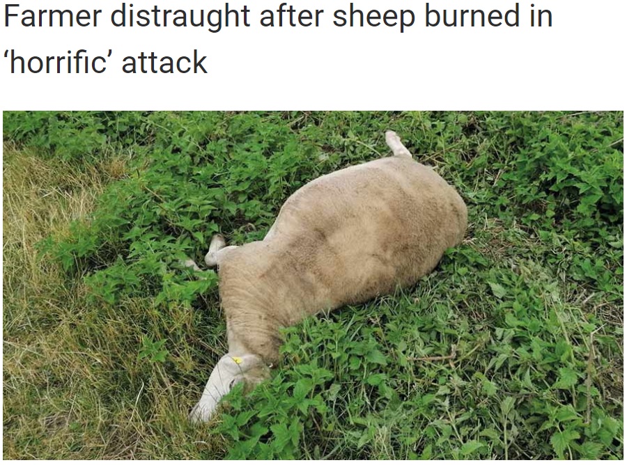 牧草の上に倒れてしまった羊（画像は『Farmers Weekly　2020年7月21日付「Farmer distraught after sheep burned in ‘horrific’ attack」』のスクリーンショット）