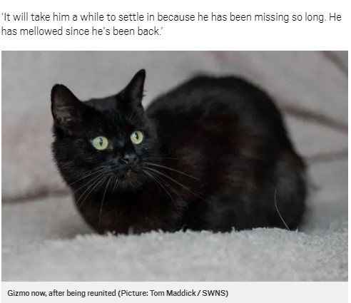無事にゾーイさんの家に戻ったギズモ（画像は『Metro　2020年7月19日付「Missing cat reunited with his owner six years after he disappeared」（Picture: Tom Maddick / SWNS）』のスクリーンショット）
