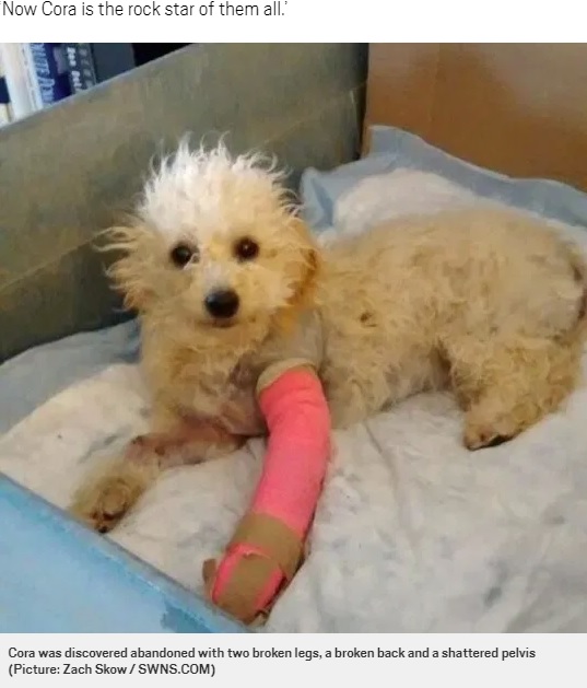 前足を骨折して捨てられたプードル（画像は『Metro　2020年7月22日付「Adorable poodle who was abandoned with broken legs now hops around like a kangaroo」（Picture: Zach Skow / SWNS.COM）』のスクリーンショット）
