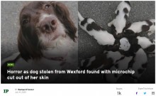 【海外発！Breaking News】盗まれた犬の親子、母犬は首のマイクロチップを抜き取られ路上に放置（アイルランド）