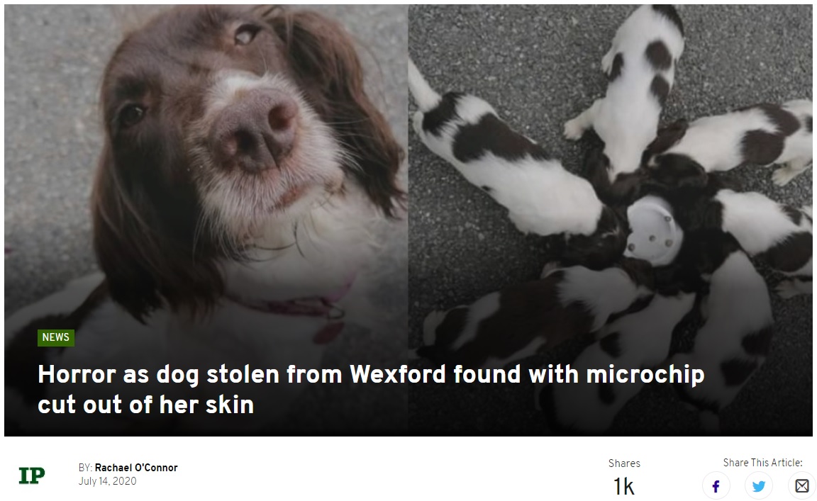 泥棒に盗まれた犬の親子（画像は『The Irish Post　2020年7月14日付「Horror as dog stolen from Wexford found with microchip cut out of her skin」』のスクリーンショット）