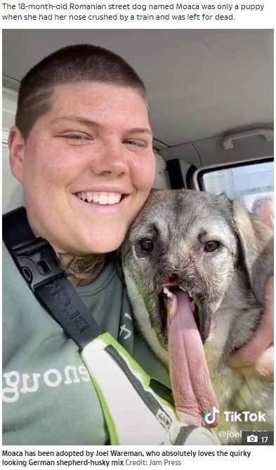 事故に遭った犬を引き取った21歳男性（画像は『The Sun　2020年7月8日付「‘SHE’S SO LOVED’ Stray dog who lost her nose after being hit by train as a puppy gets new home」（Credit: Jam Press）』のスクリーンショット）