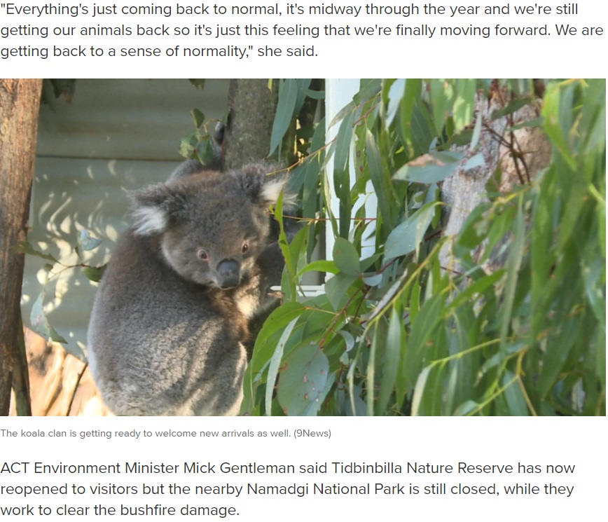 おなかには新たな命も（画像は『9News　2020年7月9日付「Koalas return home after devastating summer bushfires」（9News）』のスクリーンショット）