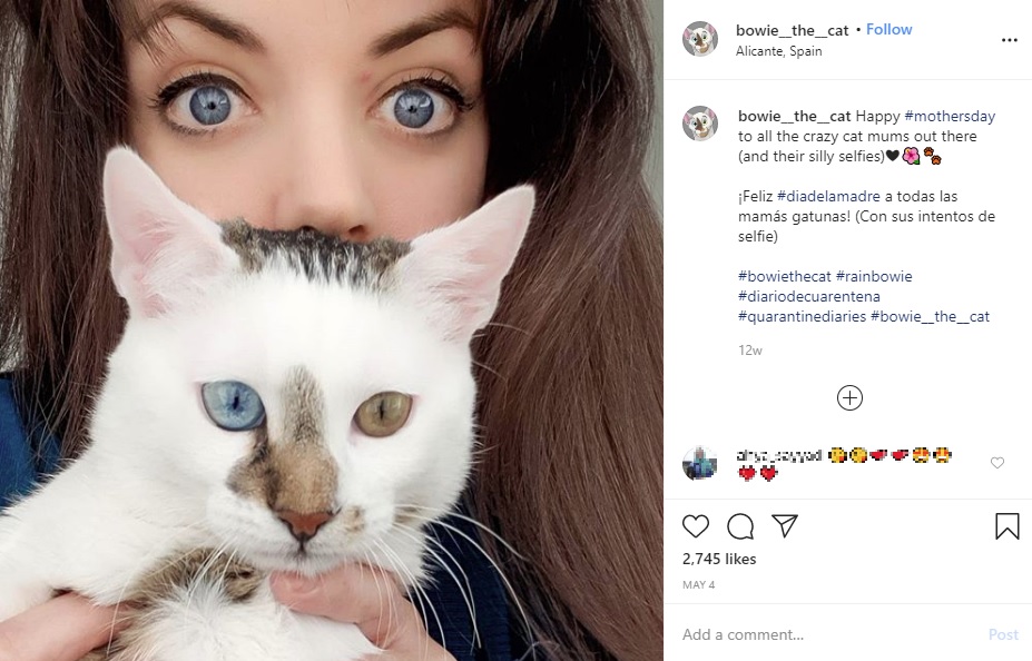 飼い主のマリアさんとボウイ（画像は『Bowie The Cat　2020年5月4日付Instagram「Happy ＃mothersday to all the crazy cat mums out there」』のスクリーンショット）