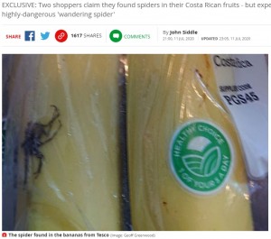 【海外発！Breaking News】スーパーで購入したバナナに毒クモが混入　世界で最も毒の強いクモの恐れ（英）