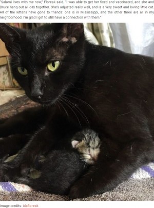 【海外発！Breaking News】朝5時に顔なじみの野良猫の訪問を受けた女性「赤ちゃんを産むためだったの！」（米）
