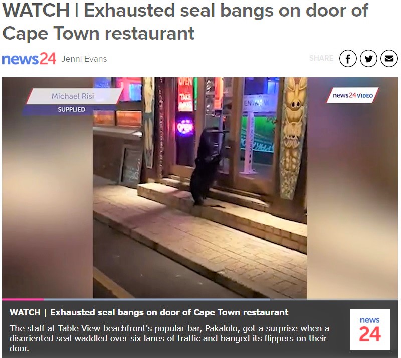 レストランバーのドアを叩くオットセイ（画像は『News24　2020年7月2日付「WATCH | Exhausted seal bangs on door of Cape Town restaurant」』のスクリーンショット）