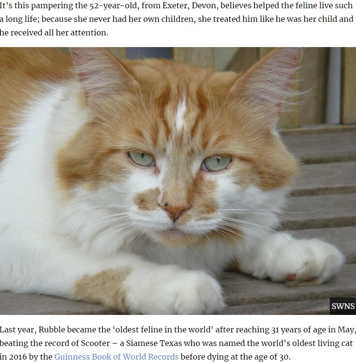 大往生を遂げた猫“ラッブル”（画像は『UNILAD　2020年7月3日付「‘World’s Oldest Cat’ Rubble, Who’d Be 150 In Human Years, Dies Aged 31」（SWNS）』のスクリーンショット）
