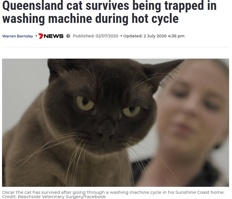 洗濯機に14分間も閉じ込められてしまった猫（画像は『7NEWS.com.au　2020年7月2日付「Queensland cat survives being trapped in washing machine during hot cycle」（Credit: Beachside Veterinary Surgery/Facebook）』のスクリーンショット）