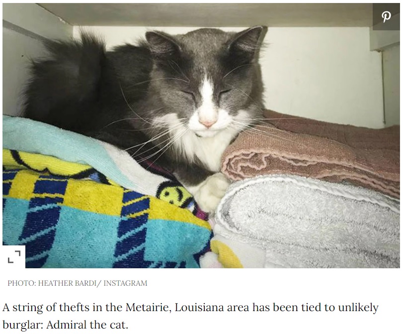 近所中から洗濯物を盗む猫（画像は『People.com　2020年7月8日付「‘Kleptomaniac’ Kitty Caught Stealing Neighbors’ Clean Laundry, Bathing Suits, Socks and More」（PHOTO: HEATHER BARDI/ INSTAGRAM）』のスクリーンショット）