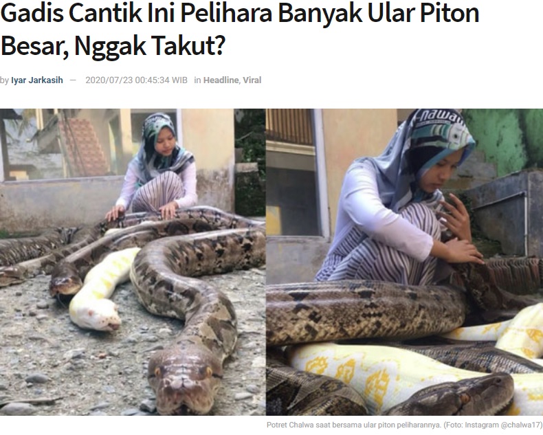 巨大なヘビを飼っている14歳少女（画像は『Lampung77.com　2020年7月23日付「Gadis Cantik Ini Pelihara Banyak Ular Piton Besar, Nggak Takut?」（Foto:Instagram＠chalwa17）』のスクリーンショット）