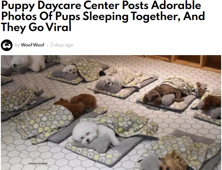子犬たちのお昼寝タイムはお揃いの布団で（画像は『Woof Woof　2020年6月28日付「Puppy Daycare Center Posts Adorable Photos Of Pups Sleeping Together, And They Go Viral」』のスクリーンショット）