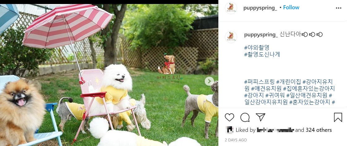 日傘の下でリラックスする子犬（画像は『퍼피스프링 강아지유치원 / 개린이집　2020年6月30日付Instagram「신난다아」』のスクリーンショット）