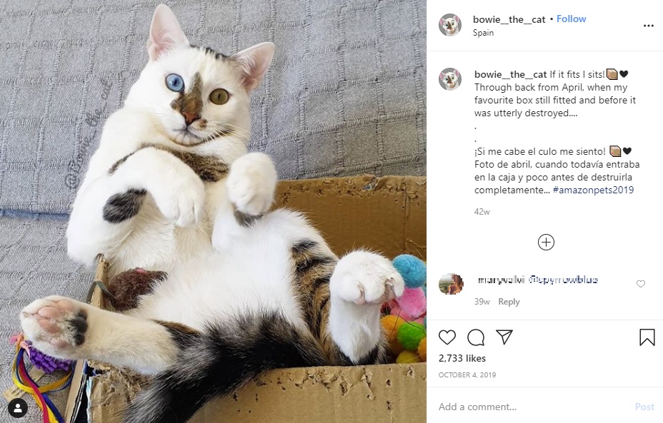 箱の中で遊ぶボウイ（画像は『Bowie The Cat　2019年10月4日付Instagram「If it fits I sits!」』のスクリーンショット）