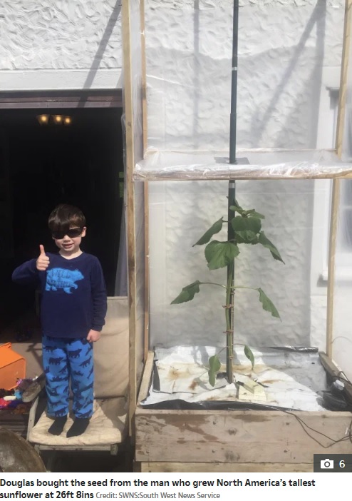 4歳のステラン君と背丈が同じくらいだった頃のヒマワリ（画像は『The Sun　2020年7月29日付「PLANT HIGHER Boy, 4, who asked for sunflower ‘as tall as the house’ stunned when dad grew 20ft one that towers over the roof」（Credit: SWNS:South West News Service）』のスクリーンショット）