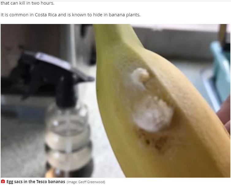 バナナに産み付けられたクモの卵（画像は『Mirror　2020年7月11日付「‘World’s most venomous spider that can kill in 2 hours found in Tesco bananas’」（Image: Geoff Greenwood）』のスクリーンショット）