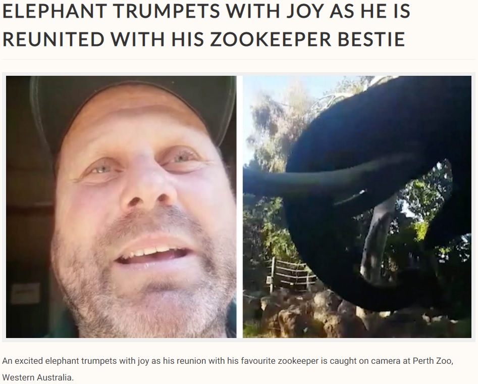 飼育員と2か月ぶりの再会でゾウが大興奮（画像は『Storytrender　2020年7月16日付「ELEPHANT TRUMPETS WITH JOY AS HE IS REUNITED WITH HIS ZOOKEEPER BESTIE」』のスクリーンショット）