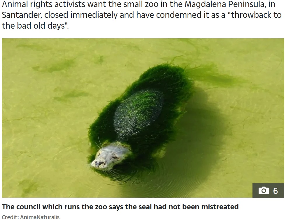 藻に覆われたアザラシ（画像は『The Sun　2020年6月29日付「‘LETTING ITSELF DIE’ Pictures of neglected seal with seaweed growing all over its fur at ‘cruel’ zoo in Spain spark outrage」（Credit: AnimaNaturalis）』のスクリーンショット）