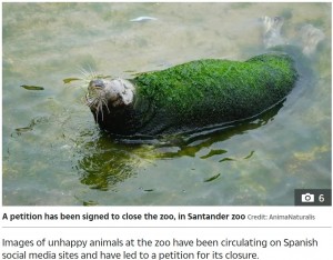 体の半分ほどしかないプールに浸かるアザラシ（画像は『The Sun　2020年6月29日付「‘LETTING ITSELF DIE’ Pictures of neglected seal with seaweed growing all over its fur at ‘cruel’ zoo in Spain spark outrage」（Credit: AnimaNaturalis）』のスクリーンショット）