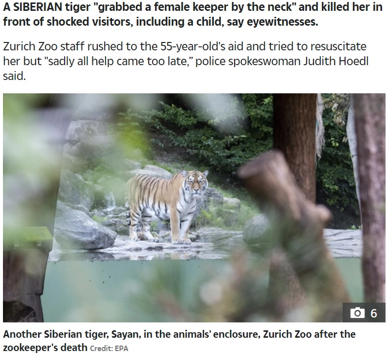 飼育員を襲ったメスと一緒の飼育場にいたオスのシベリアトラ（画像は『The Sun　2020年7月5日付「TIGER ATTACK Tiger grabs female keeper, 55, by neck and mauls her to death in front of small child at Zurich zoo」（Credit: EPA）』のスクリーンショット）