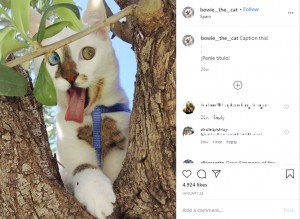 愛嬌たっぷりのボウイ（画像は『Bowie The Cat　2020年1月24日付Instagram「Caption this!」』のスクリーンショット）