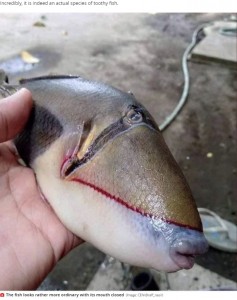 モンガラカワハギ科であることが判明！（画像は『Mirror　2020年7月15日付「Bizarre fish pictured with eerily human-like teeth caught by angler in Malaysia」（Image: CEN/＠raff_nasir）』のスクリーンショット）