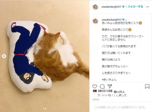 あいみょんの抱き枕に寄り添う山内健司の愛猫（画像は『山内健司　2020年4月2日付Instagram「あいみょん抱き枕がお気に入り」』のスクリーンショット）