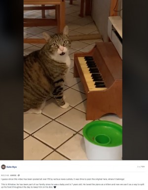 【海外発！Breaking News】ピアノを弾いて餌を要求する猫　飼い主「今じゃないでしょ」（米）