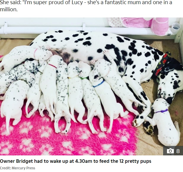 12匹の赤ちゃんと母犬のルーシー（画像は『The Sun　2020年8月28日付「SPOTTY AND SWEET Dalmatian pups cuddle up for a nap after their mum spent 15 hours in labour」（Credit: Mercury Press）』のスクリーンショット）
