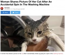 【海外発！Breaking News】猫が中に…知らずに洗濯機を回した女性「蓋をする前に確認を」呼びかける（米）
