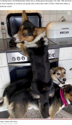 【海外発！Breaking News】3頭が見事なチームワーク！　背中に乗ってキッチンの残り物を食べる犬（ノルウェー）＜動画あり＞