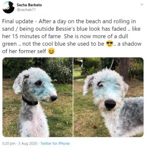 ベッシーの体についた絵の具は、4日目でようやく落ちた（画像は『Sacha Barbato　2020年8月3日付Twitter「Final update - After a day on the beach and rolling in sand / being outside Bessie’s blue look has faded ..」』のスクリーンショット）