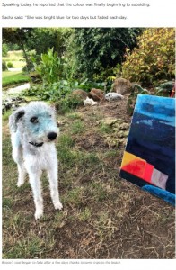 くすんだ緑色になってしまったベッシー（画像は『Deadline News　2020年8月4日付「Hilarious photos show how dog was left bright blue for days after rolling in paint」』のスクリーンショット）