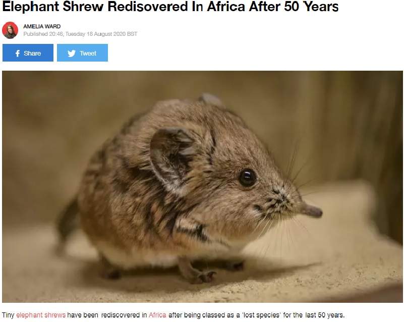 50年ぶりに生息が確認されたソマリ・ハネジネズミ（画像は『LADbible　2020年8月18日付「Elephant Shrew Redisovered In Africa After 50 Years」』のスクリーンショット）