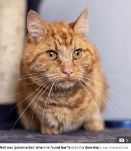 64キロを旅したガーフィールド（画像は『The Sun　2020年8月3日付「A FUR OLD TREK Ginger tabby cat Garfield travels 40 MILES over seven weeks to find former owners after they rehomed him」（Credit: JOHN McLELLAN）』のスクリーンショット）