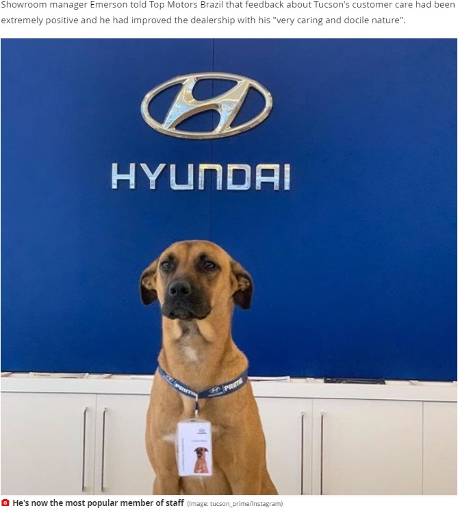社員証をつけたヒュンダイ販売店のマスコット犬（画像は『Mirror　2020年8月10日付「Stray dog who keeps visiting car dealership is adopted by staff and given a job」（Image: tucson_prime/Instagram）』のスクリーンショット）