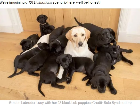 13匹のブラックの子犬を産んだ母犬（画像は『Tyla　2020年8月11日付「Yellow Labrador Gives Birth To 13 Black-Coated Puppies」（Credit: Solo Syndication）』のスクリーンショット）