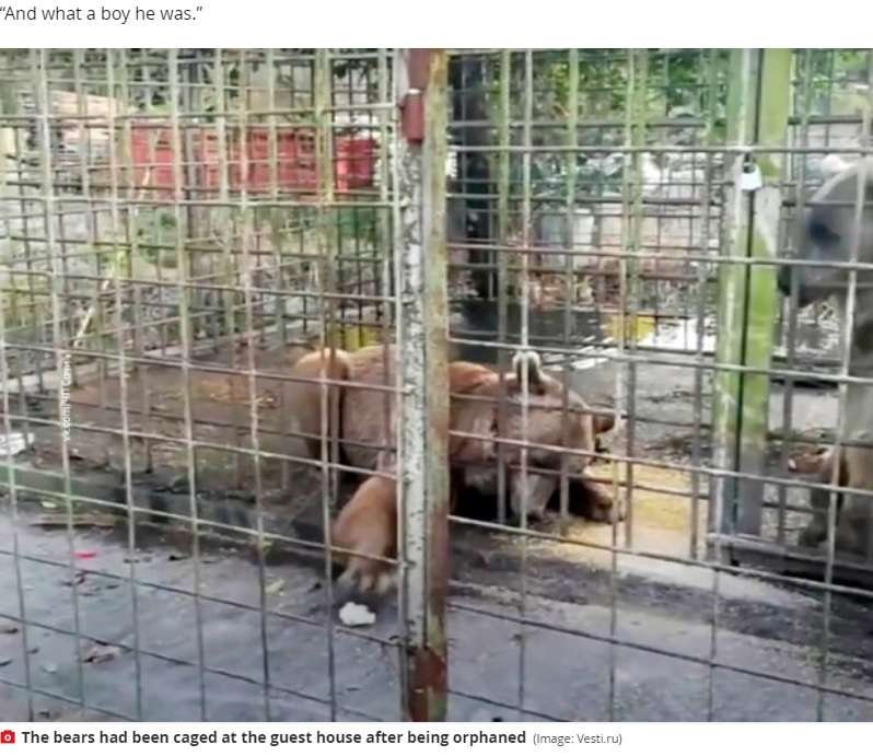 狭い檻で飼育されていたクマ（画像は『Mirror　2020年8月6日付「Boy, 11, mauled to death by bears after being dragged inside cage at holiday resort」（Image: Vesti.ru）』のスクリーンショット）