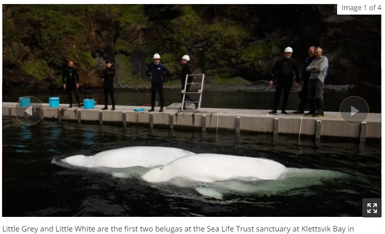 ケアプールで過ごすリトル・ホワイトとリトル・グレイ（画像は『Live Science　2020年8月11日付「2 captive beluga whales finally freed to a seawater sanctuary in Iceland」（Image credit: PA Media/ Aaron Chown）』のスクリーンショット）