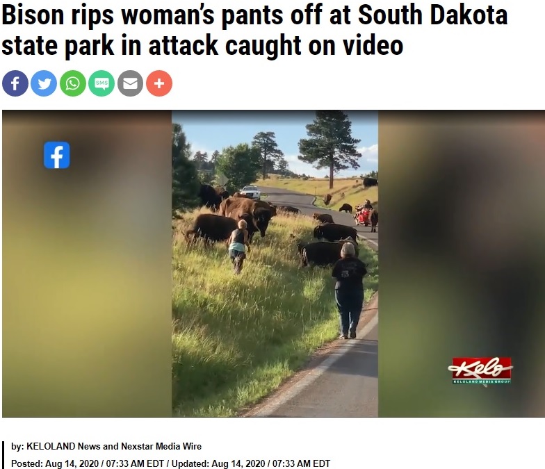 バイソンに近づく女性（画像は『FOX 8 News　2020年8月14日付「Bison rips woman’s pants off at South Dakota state park in attack caught on video」』のスクリーンショット）