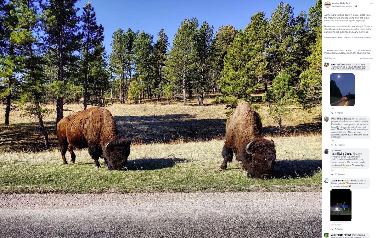 巨大な頭とたくましい肩の筋肉を持つアメリカンバイソン（画像は『Custer State Park　2020年8月7日付「As the rut is winding down in Custer State Park, the mature bulls are dispersing from the larger herds and often travel using the highways.」』のスクリーンショット）