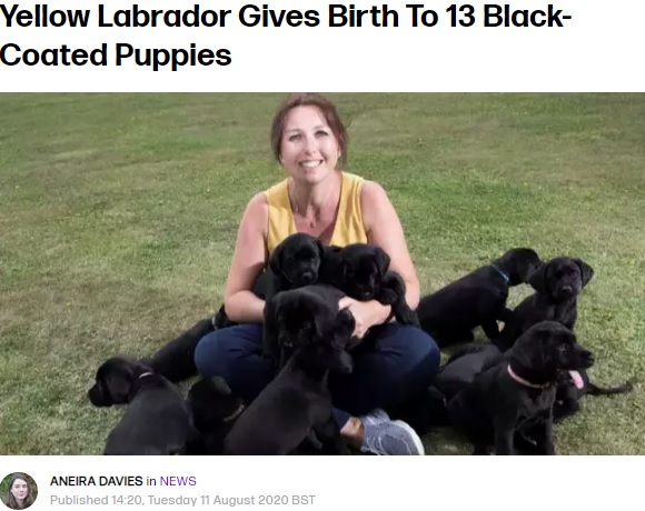 飼い主のキャサリンさんと黒いラブラドール・レトリバーの子犬（画像は『Tyla　2020年8月11日付「Yellow Labrador Gives Birth To 13 Black-Coated Puppies」（Credit: Solo Syndication）』のスクリーンショット）