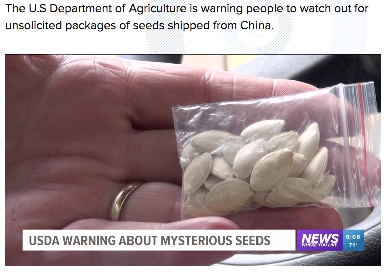 中国から送られてきたと見られる「謎の種」（画像は『5newsonline.com　2020年8月3日付「Booneville man plants mysterious seeds from China being sent across the U.S.」』のスクリーンショット）
