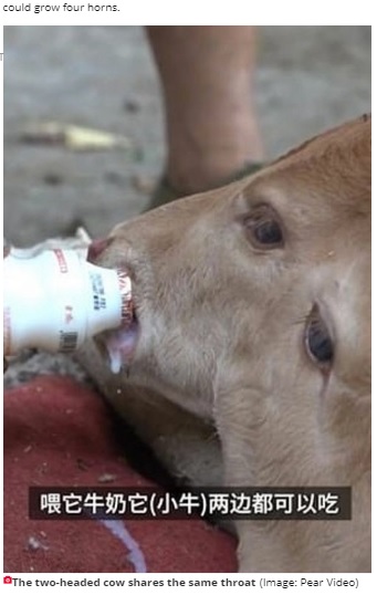 ミルクを飲む子牛（画像は『Daily Star　2020年8月25日付「Mutant two-headed calf born to stunned farmers in backwater Chinese village」（Image: Pear Video）』のスクリーンショット）