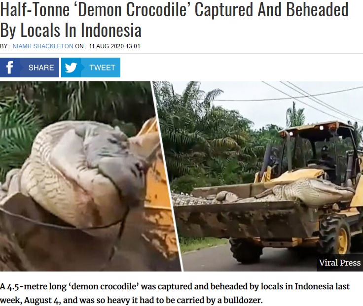 ブルドーザーで運ばれる巨大ワニ（画像は『UNILAD　2020年8月11日付「Half-Tonne ‘Demon Crocodile’ Captured And Beheaded By Locals In Indonesia」（Viral Press）』のスクリーンショット）